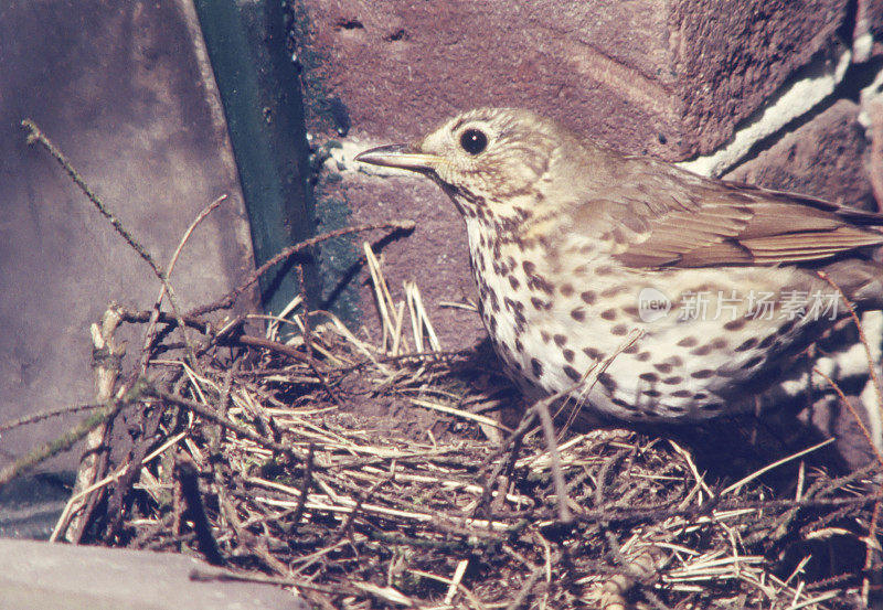 Nest的歌曲Trush (Turdus philomelos)